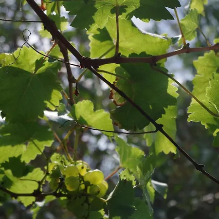 Prázdninový dům Haus Im Gruenen Egsdorf